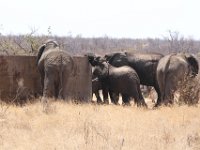 Marion, Romane South Africa 2014 (15 of 19) : KNP Pharlaborwa, Marion visit